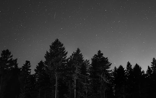 forest during night time, landscape photography of pine trees during night time HD wallpaper