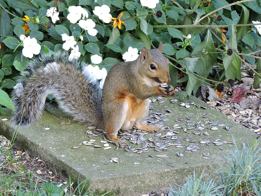 Gray Squirrel, Wildlife, nature, one animal, animal wildlife HD wallpaper