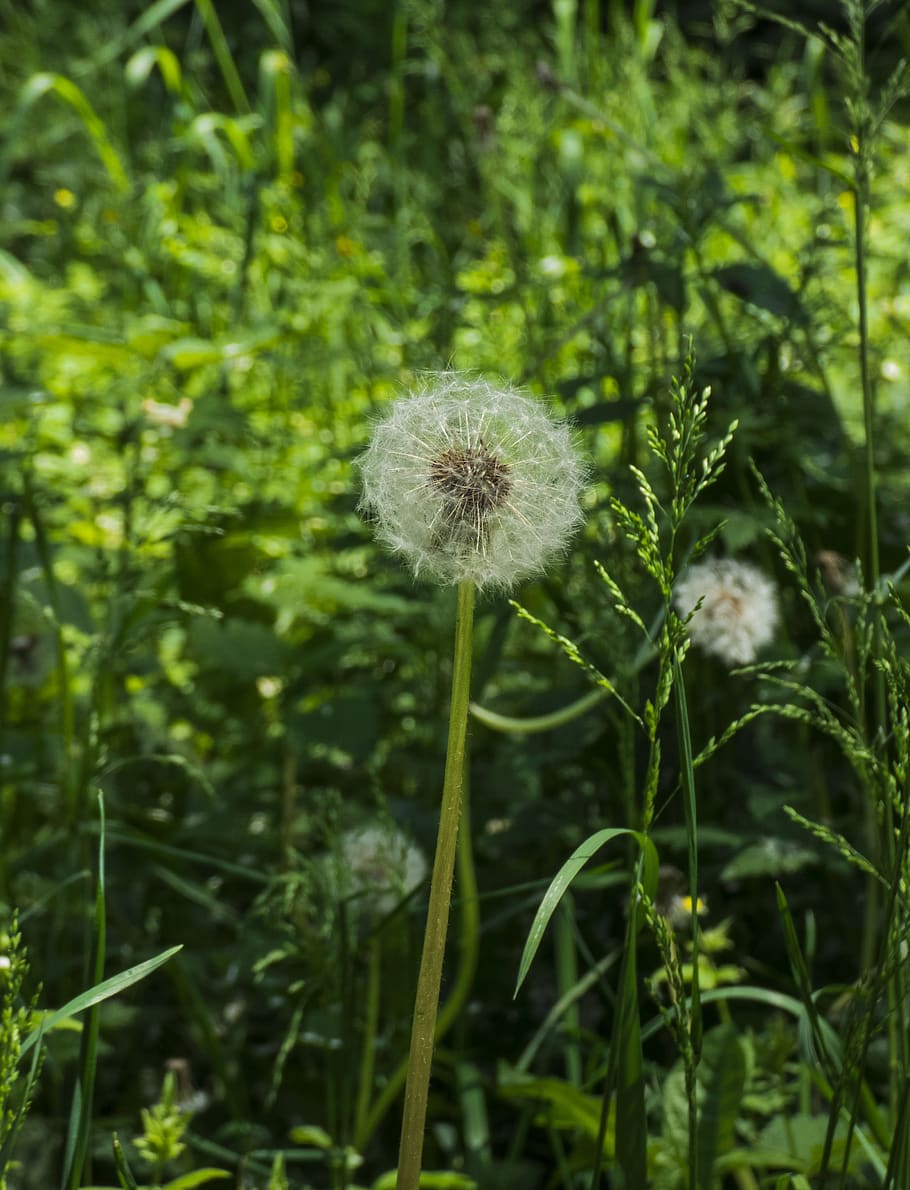 dandelion, kulbaba, plant, growth, flower, flowering plant HD wallpaper