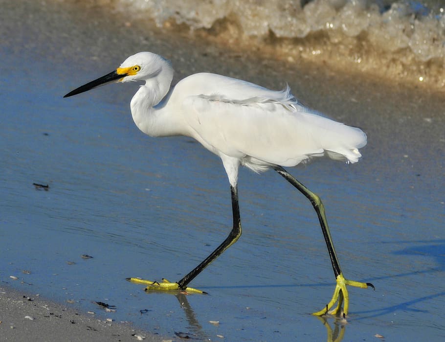 white bird walks on shore, snowy egret, birds, wading birds, nature