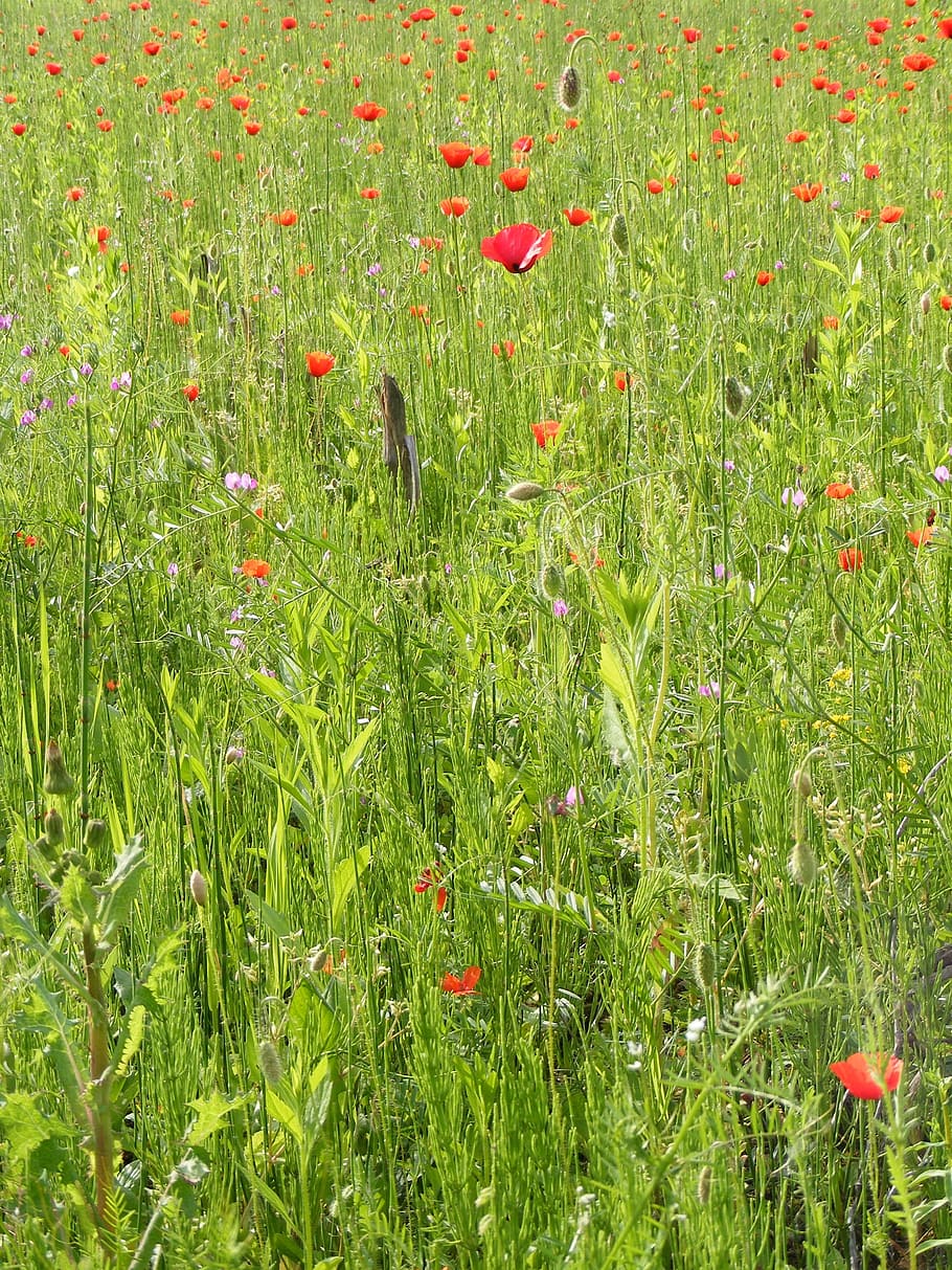 Corn, Field, Flower, Papaver, Poppy, papaveraceae, rhoeas, wild HD wallpaper