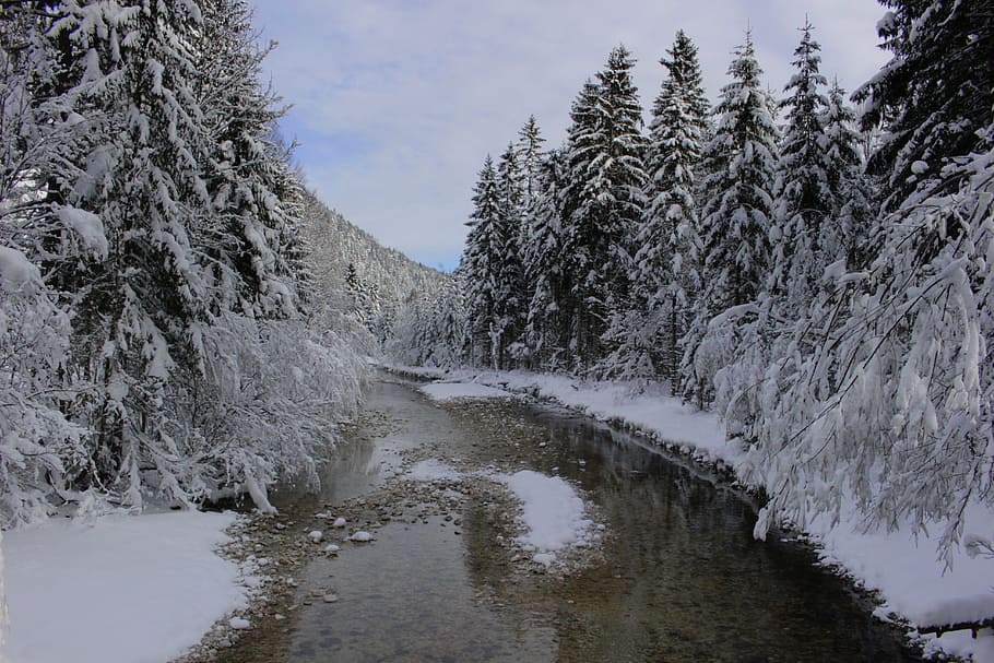 Bach, Trees, Wintry, snow, deep snow, water, cold, nature, landscape HD wallpaper