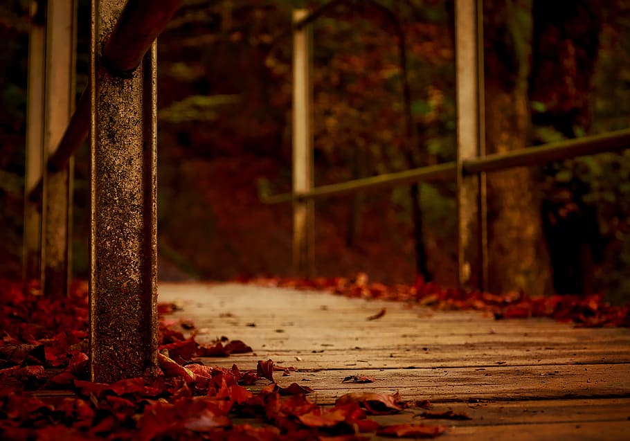red tree leaves on brown wooden bridge, autumn, fall, falling leaves HD wallpaper