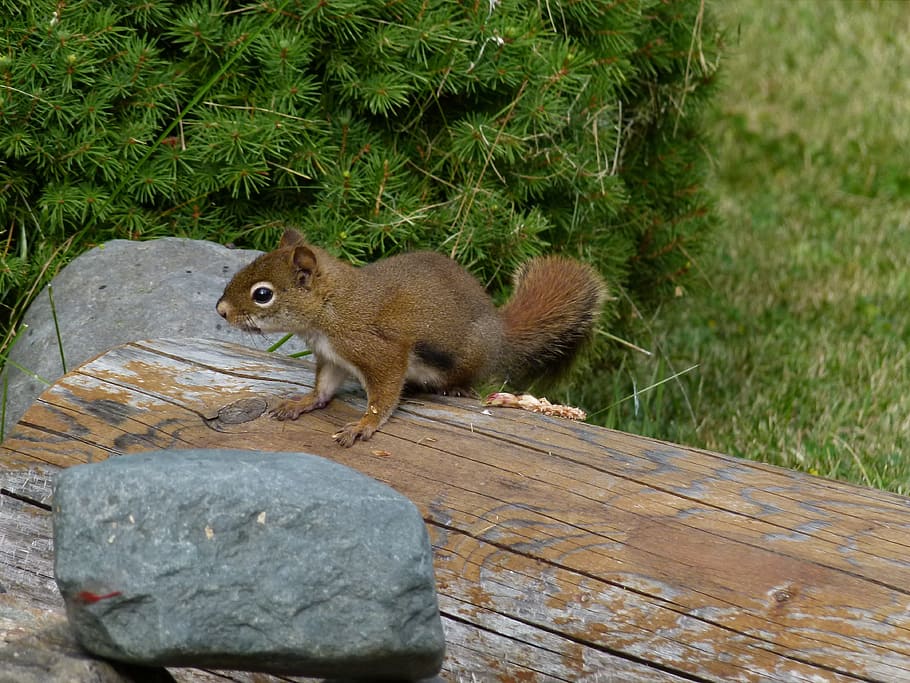 squirrel, sciuridaeanimal, ground squirrel, nature, wildlife HD wallpaper