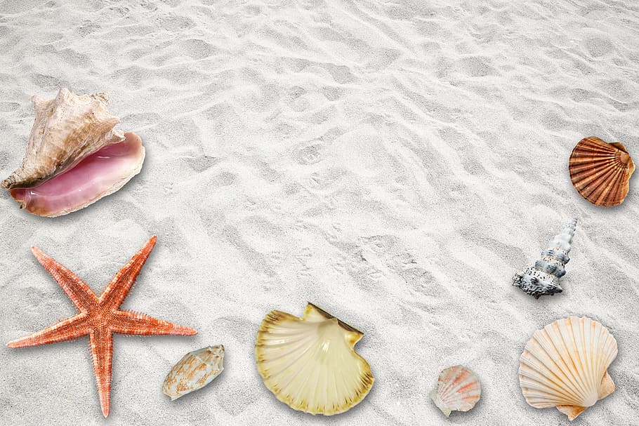 assorted sea shell on the white sand, holiday, beach, summer
