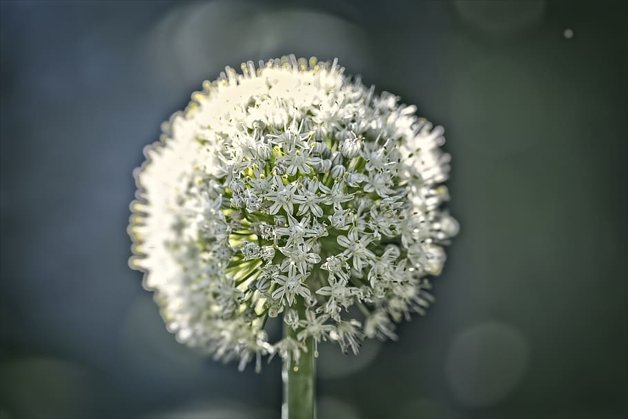 wish, flower, pollen, macro, abstract, plant, flowering plant HD wallpaper