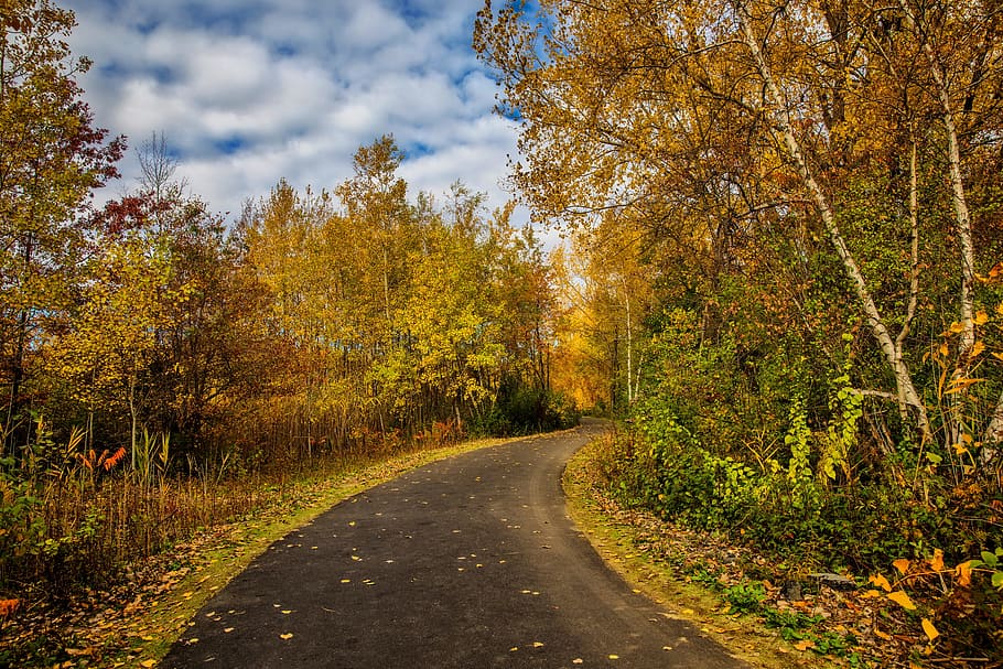 fall, foliage, leaves, yellow, orange, trees, road, path, park HD wallpaper