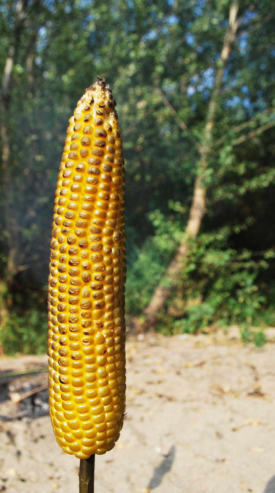 roasted corn, nature, stick, food, natural food, healthy food HD wallpaper