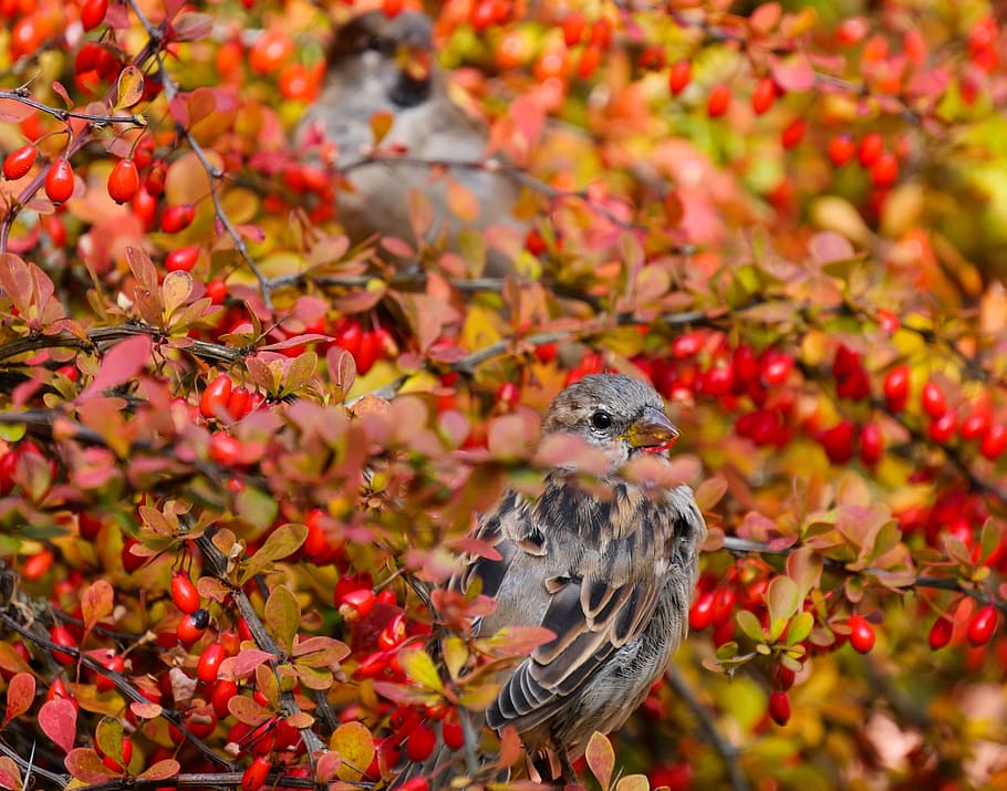 selective focus photography of gray bird, nature, animals, sparrows HD wallpaper