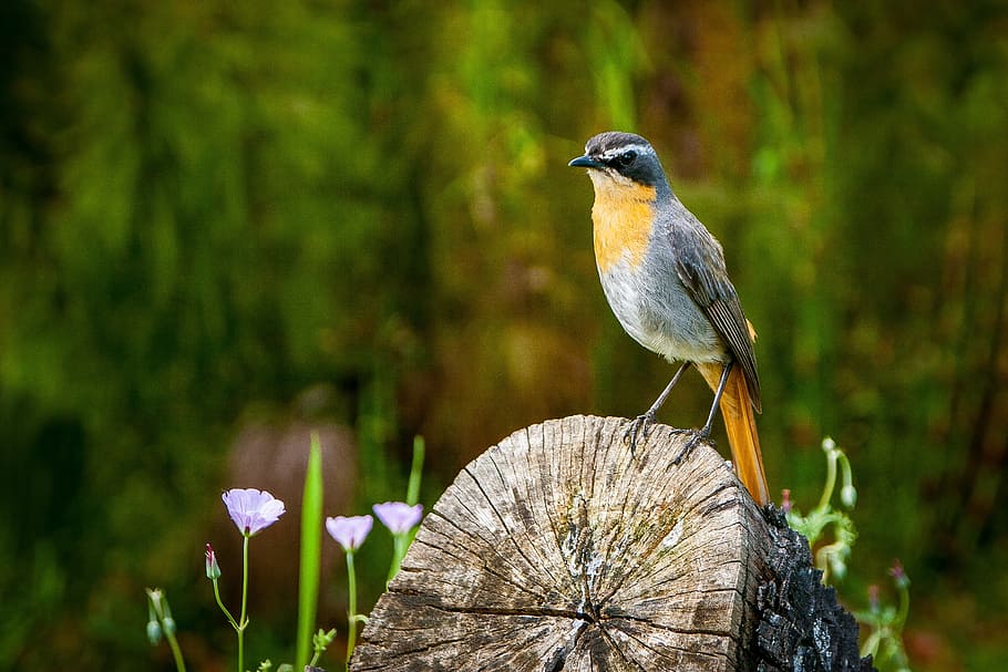 bird, nature, green, tree stump, natural, environment, outdoors HD wallpaper