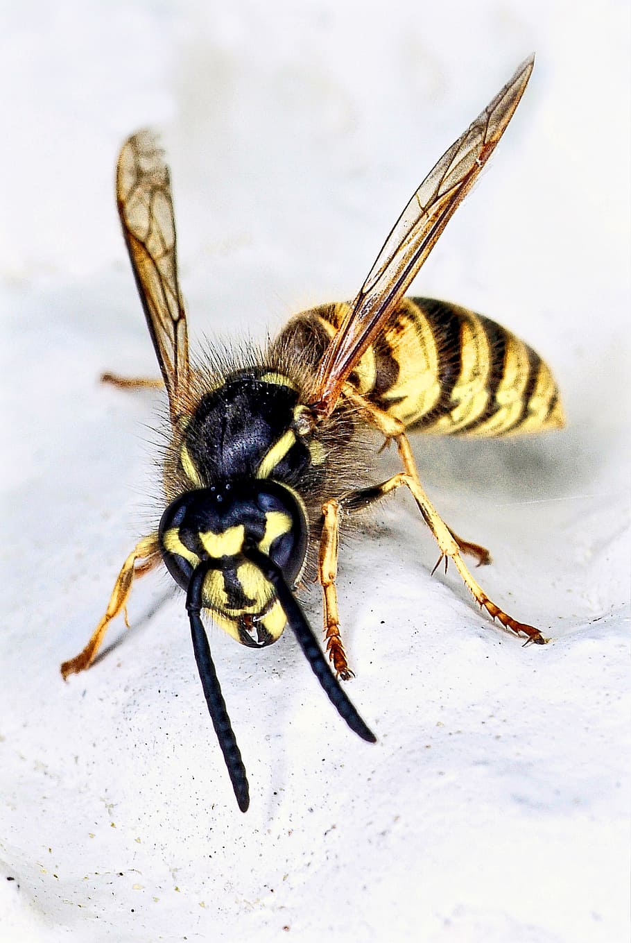 yellow and black yellowjacket, wasp, nature, insect, closeup, HD wallpaper