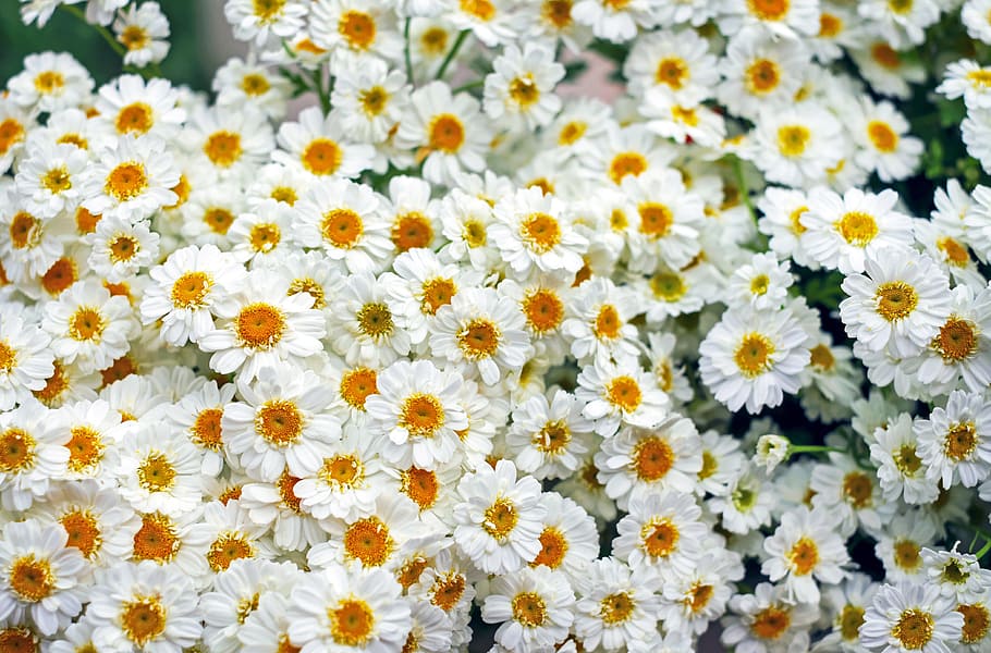 photo of white daisies, white germini, gerbera, flower, blossom HD wallpaper