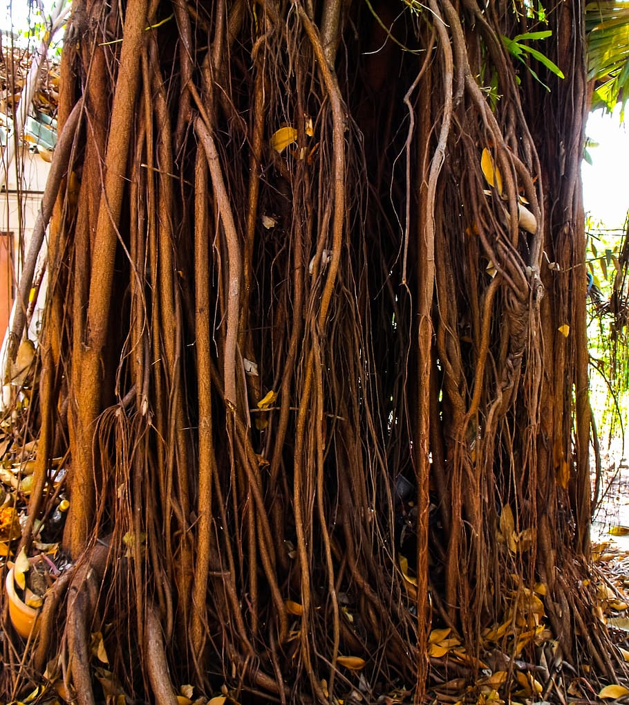 log, aerial roots, forest, tree, plant, day, nature, tree trunk HD wallpaper