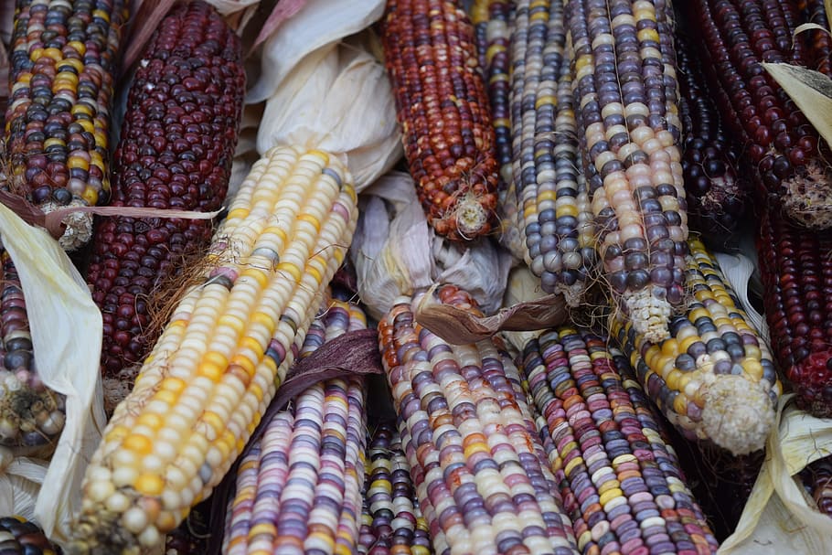 Vegetables, Veggies, Corn, Colors, food and drink, corn on the cob HD wallpaper