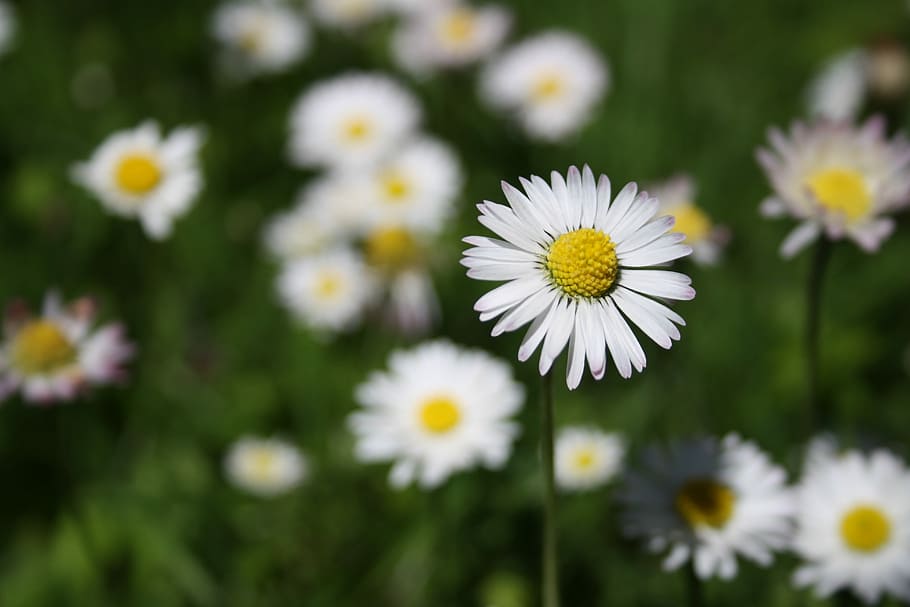Daisy, Flower, Spring, Close, White, meadow, grass, fragility HD wallpaper