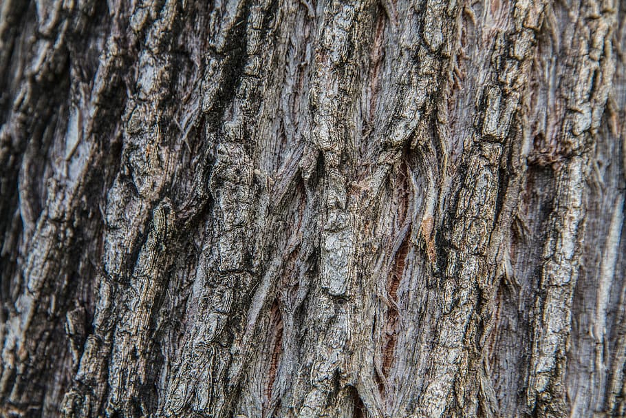 surface, shell, bark, textured, full frame, backgrounds, tree trunk HD wallpaper