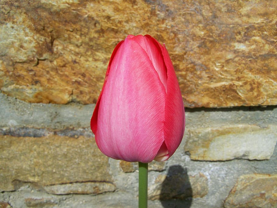 tulip, red, spring flower, close-up, plant, vulnerability, pink color HD wallpaper