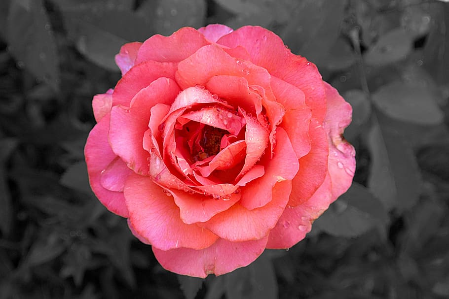 pink rose, close, blossom, bloom, macro, flower, rose family HD wallpaper