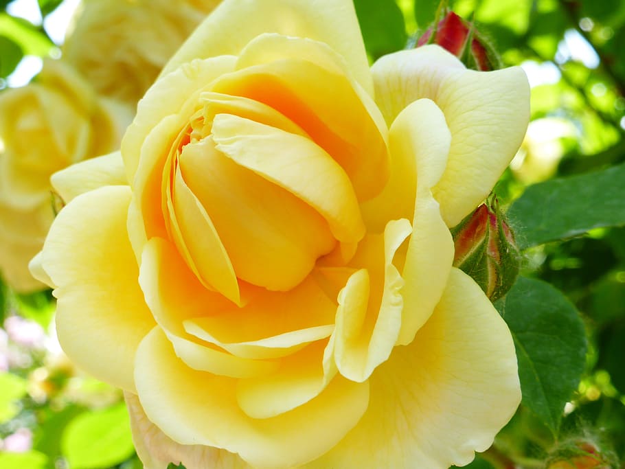 flower, nature, rose, leaf, petal, summer, plant, flowering plant HD wallpaper