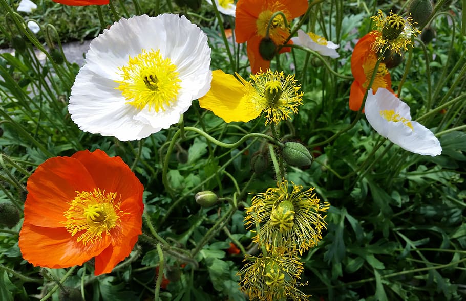 iceland poppies, garden, plants, flowering plant, fragility, HD wallpaper