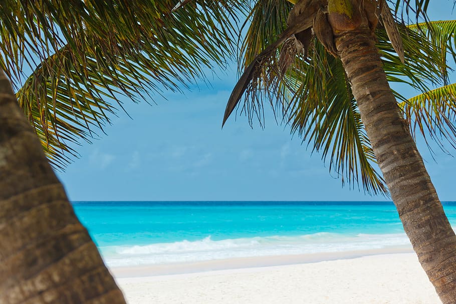 coconut tree near beach, beautiful, blue, coast, landscape HD wallpaper