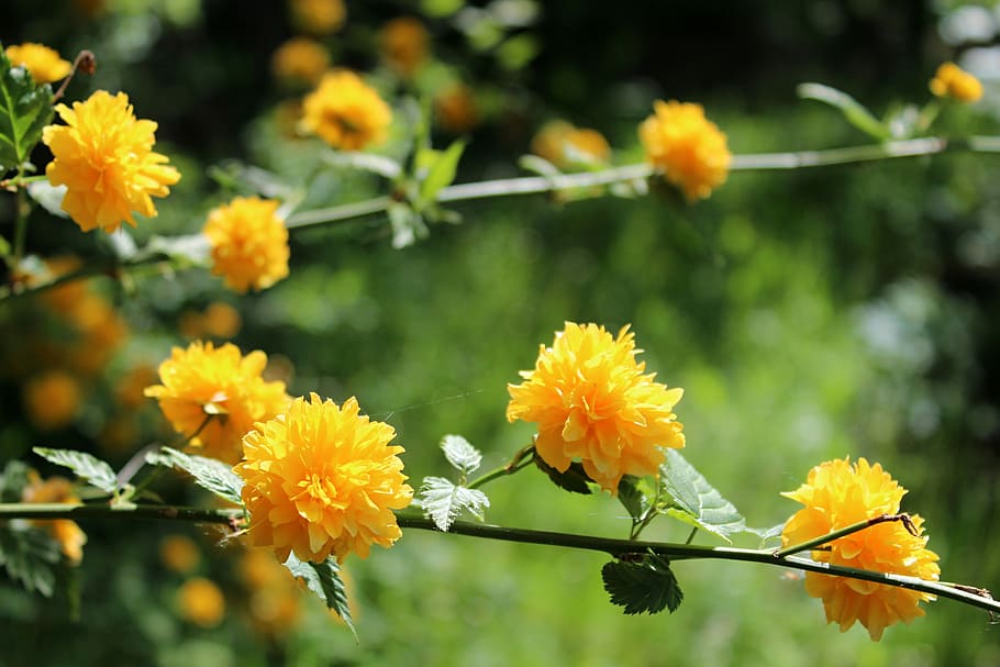 yellow flowers, garden, flowering plant, freshness, beauty in nature HD wallpaper