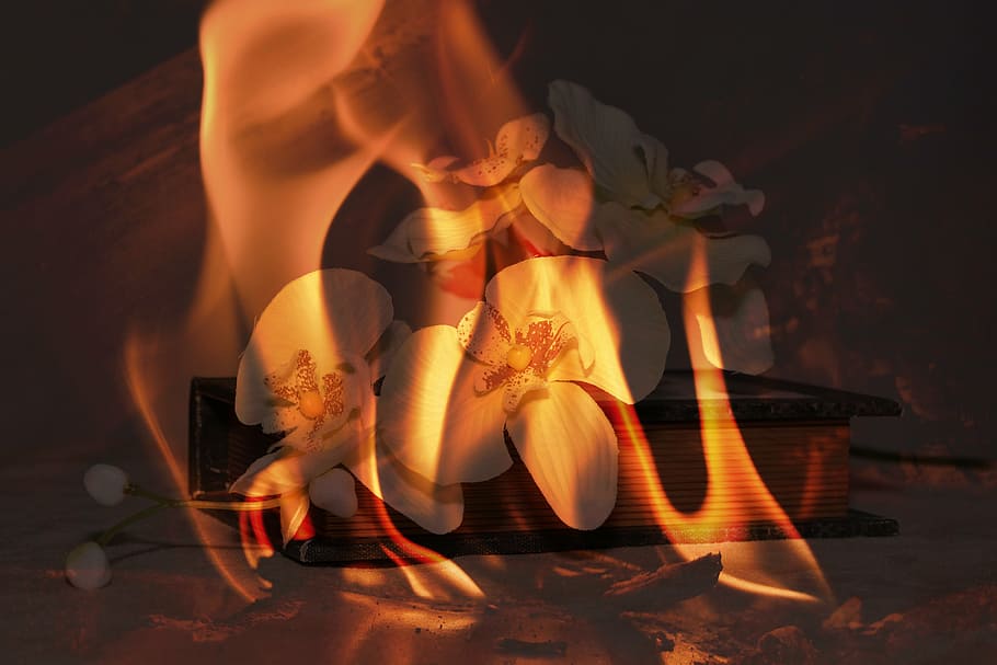orchid, flower, book, fire, flame, burning, fire - natural phenomenon HD wallpaper