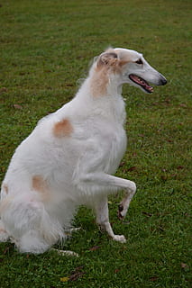 borzoi, russian wolfhound, breed, sighthound, animal, dog, pet HD wallpaper