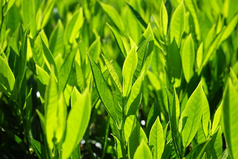 leaves, green, back light, light green, shades of green, bright HD wallpaper