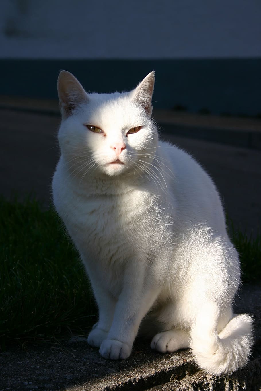 cat, pet, animal, mammal, white, sun, sit, sitting, felis, felidae