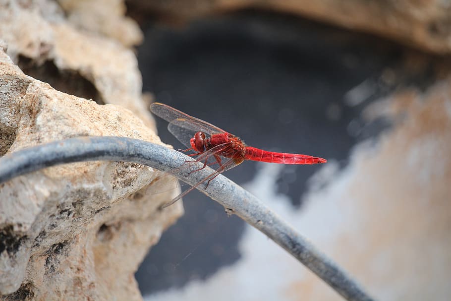 mayfly, insect, day flies, animals in the wild, animal themes HD wallpaper