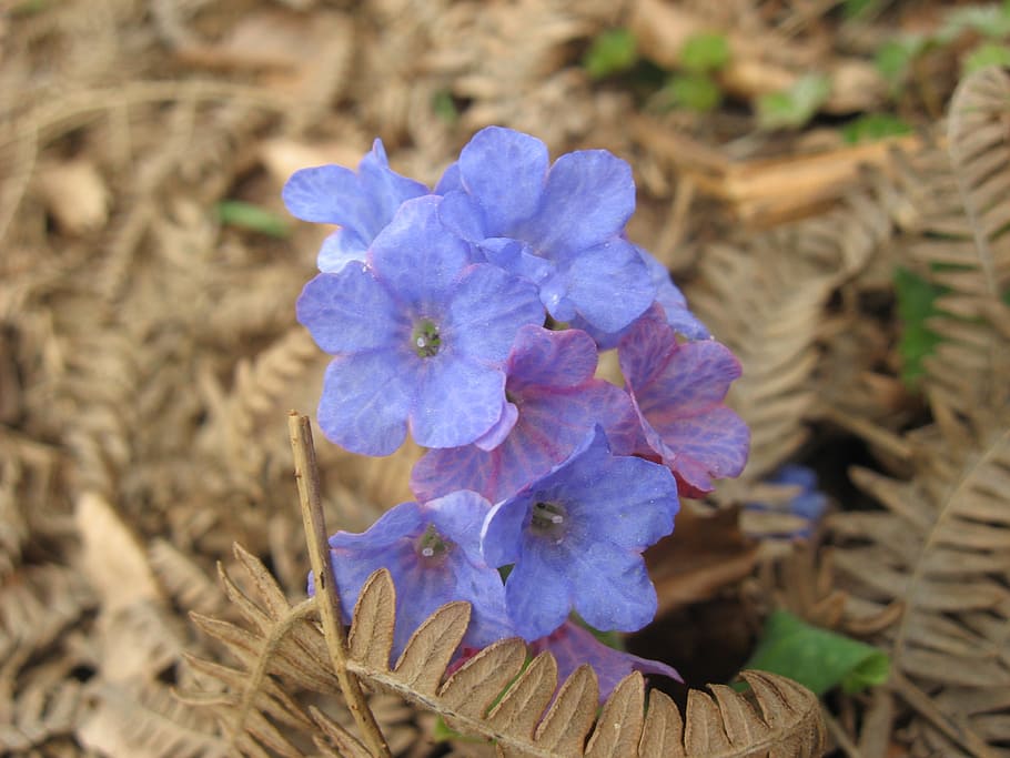 flower, wild, forest, nature, wild flowers, color, plant, blue HD wallpaper