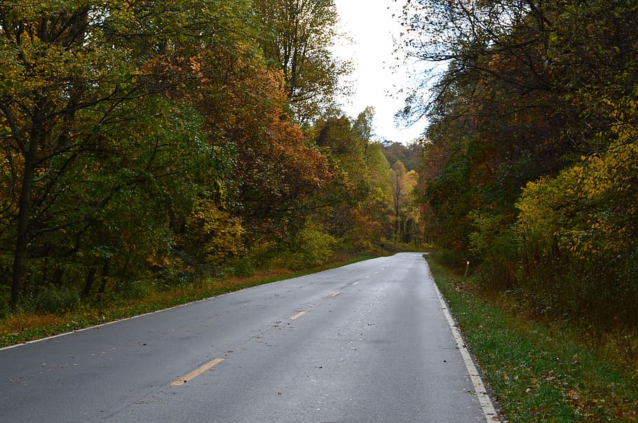 Road, Trees, Nature, Highway, Scenic, fall, autumn, transportation HD wallpaper