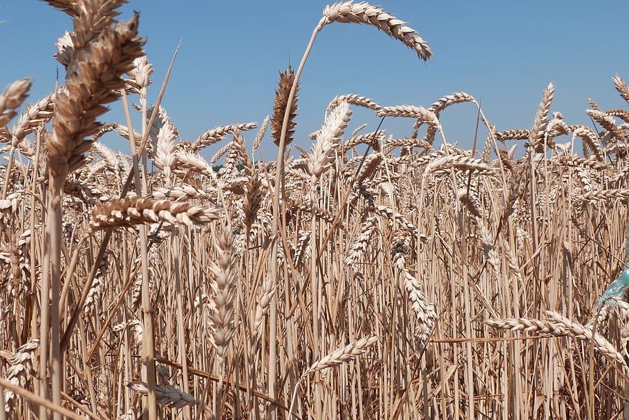 weat, wheat, field, agriculture, crop, cereal plant, growth HD wallpaper