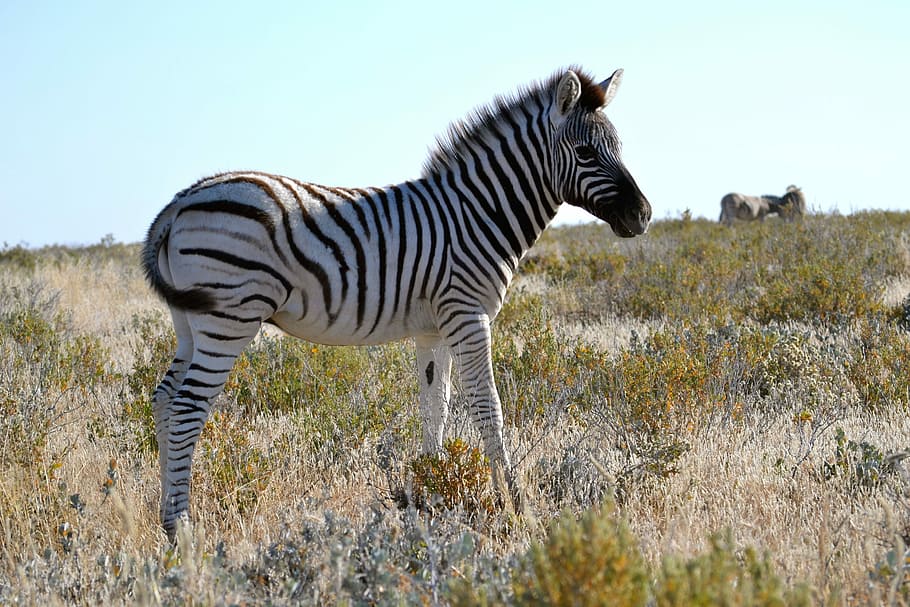 Zebra, Small, Namibia, Safari, baby, etosha national park, one animal HD wallpaper