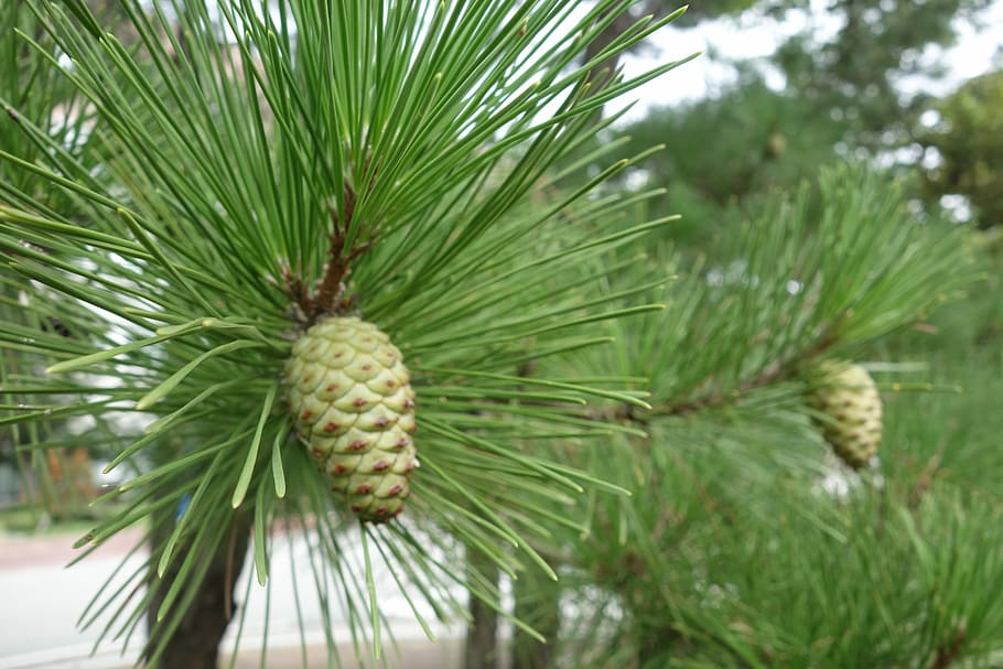 Pine Cone, Pine, Wood, pine tree, needle - plant part, day HD wallpaper