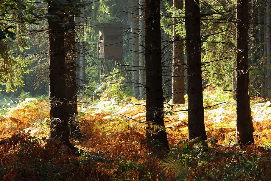 forest, trees, autumn forest, nature, morgenstimmung, sunbeam HD wallpaper