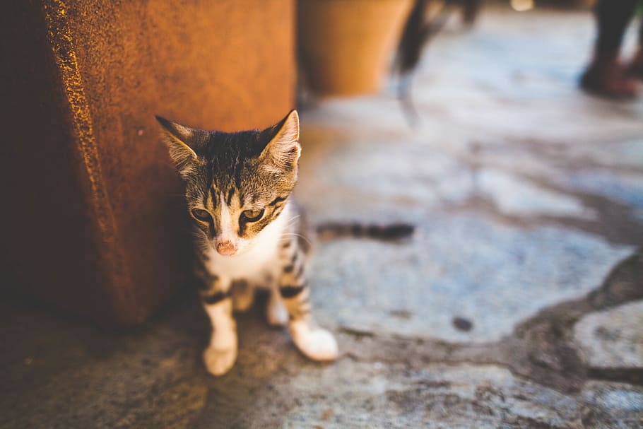 floor, cat, kitten, pet, domestic, pets, mammal, domestic animals HD wallpaper