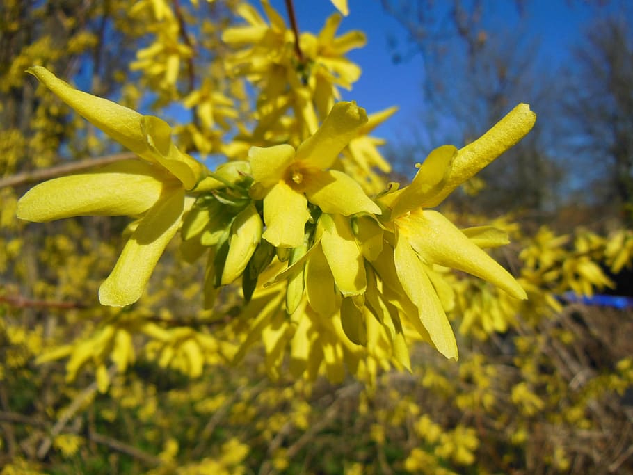forsythia, spring, shrubs, blooming, yellow flowers, plant kingdom HD wallpaper