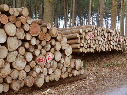 Wood, Tree Trunks, Forestry, Log, timber industry, cut down HD wallpaper