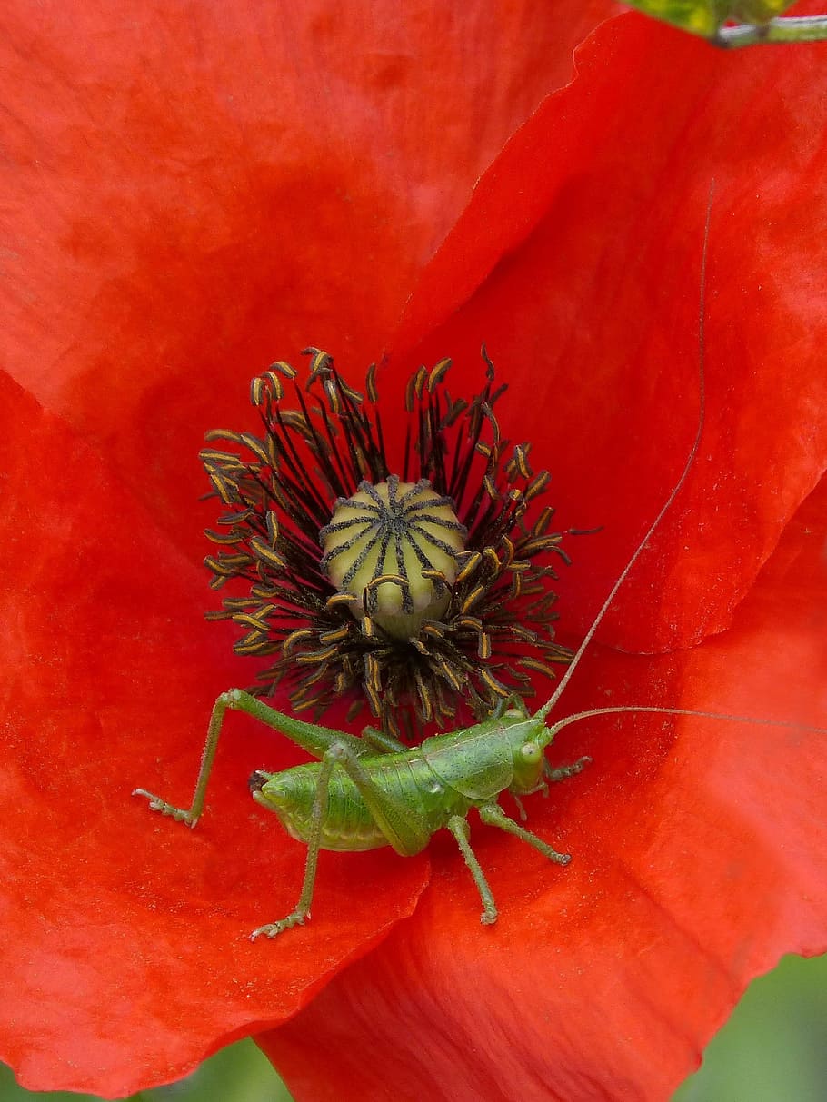 Poppy, Green, Grasshopper, Small, green grasshopper, ababol, HD wallpaper