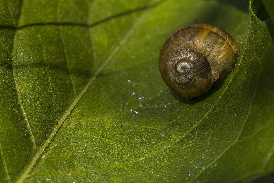 Snail, Sheet, Macro, Sink, green, rosa, snail house, shadow HD wallpaper