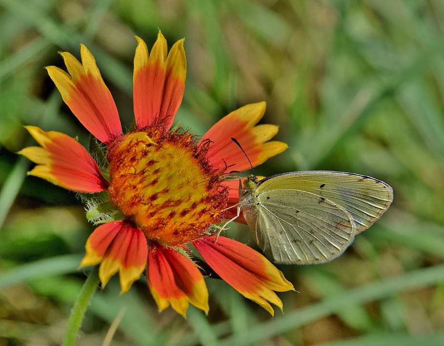 butterfly perch on orange and yellow flower, yellow butterfly, HD wallpaper