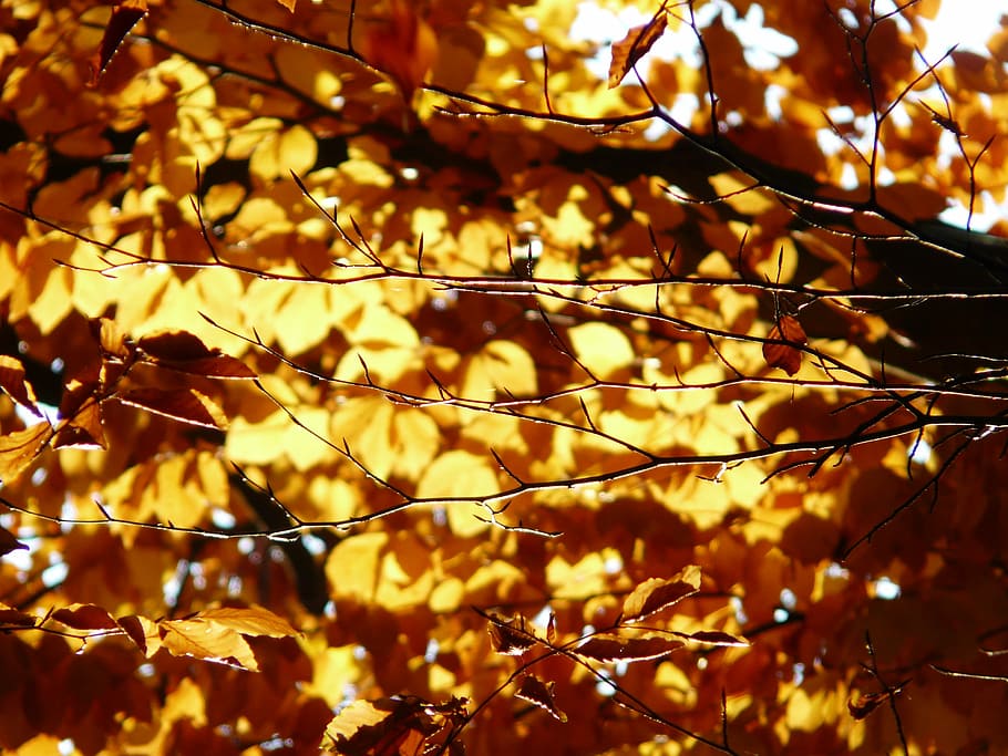 Beech, Branches, Fagus Sylvatica, beech branches, deciduous tree HD wallpaper