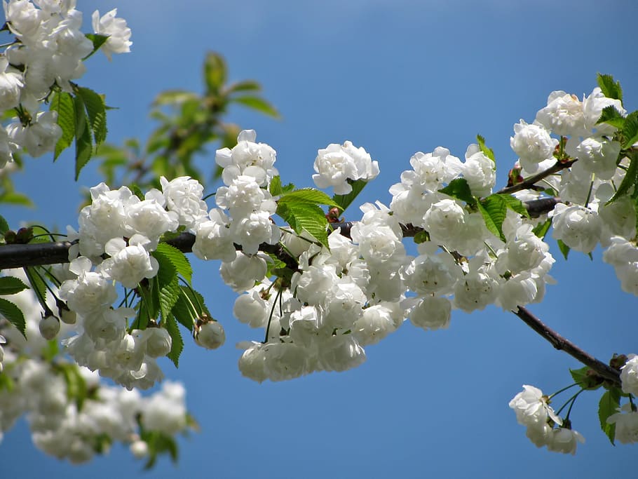 shallow focus photography of white flower during daytime, tree HD wallpaper