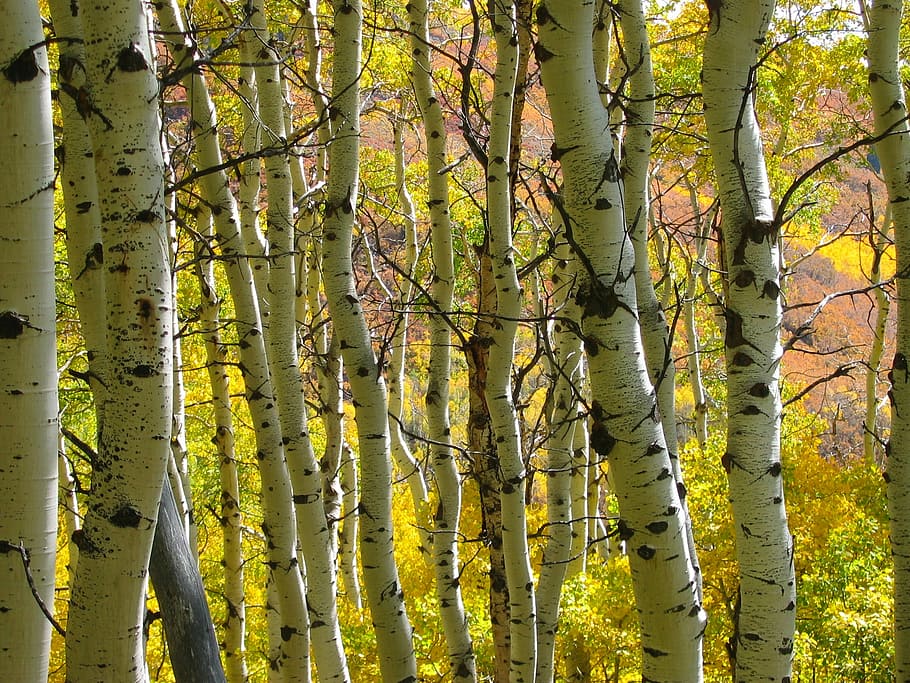 trees, forest, autumn, fall, nature, aspen, tree trunk, leaf HD wallpaper