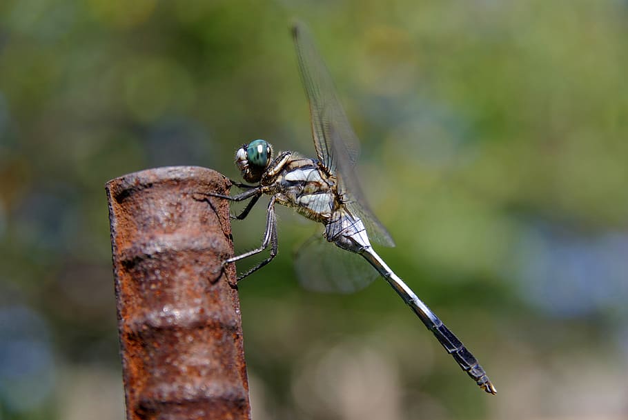 dragonfly, insect, common skimmer, bug, macro, white-tailed HD wallpaper