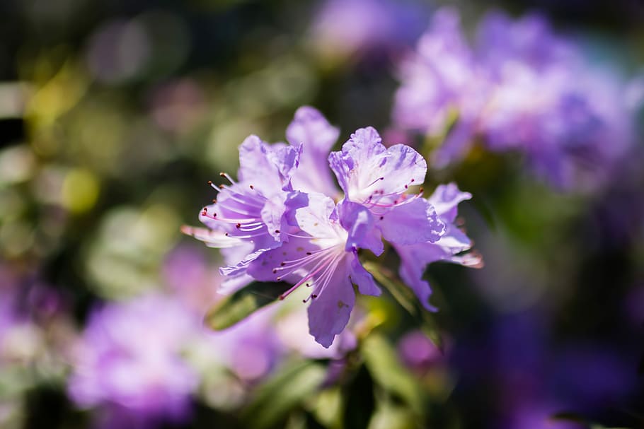Flower, Spring, Color, Nature, White, floral, green, colorful HD wallpaper