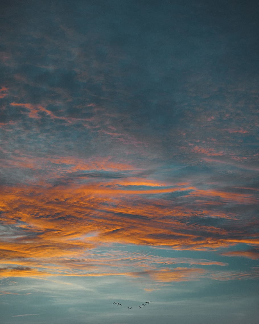 flock of birds in flight under clouds during golden hour, birds flying against orange clouds HD wallpaper