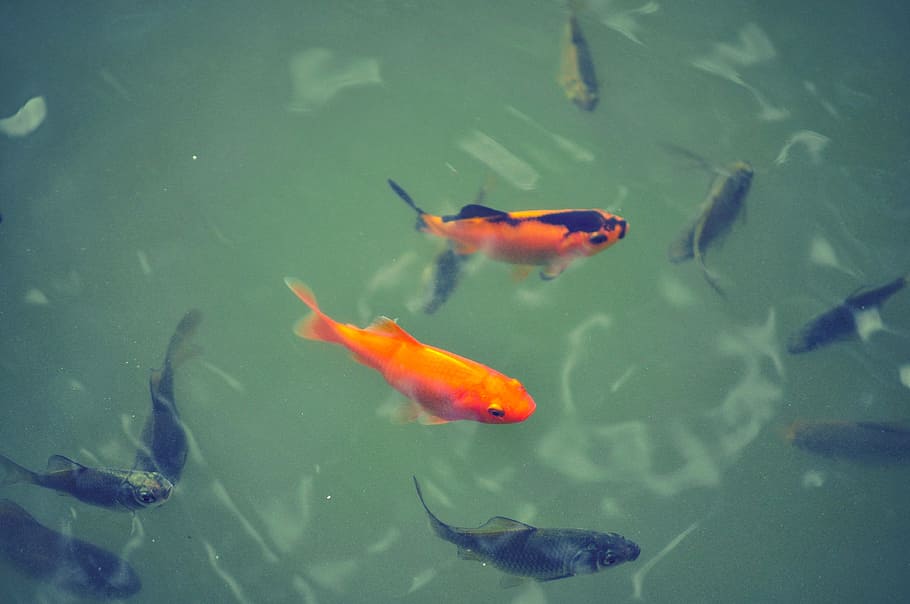 animals, marine, life, fish, koi, water, pond, swimming, animal themes HD wallpaper